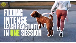 Fixing Intense Leash Reactivity In One Session!