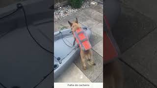 Falha do cachorro #cachorro #paravocê #cachorroengraçado #fyp #engraçado