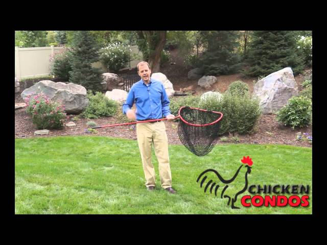 D-Shaped Chicken Catching Net from Chicken Condos 