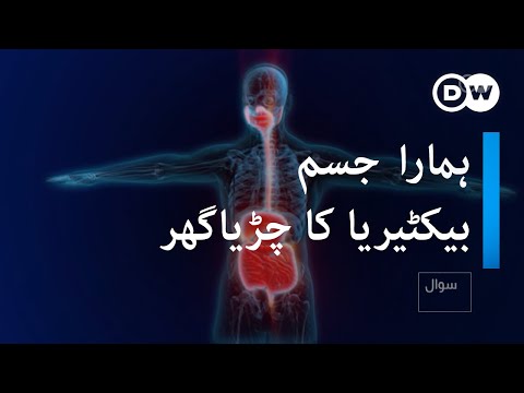 بیکٹیریا ہمارے لیے کیوں ضروری