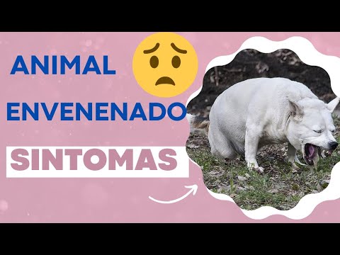 Vídeo: Meu cachorro está deprimido?