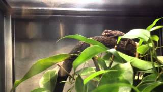 Panther chameleon
