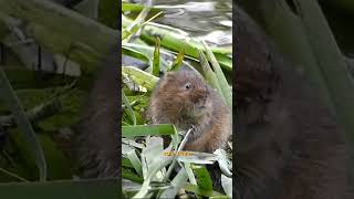Voles: The Small, Mouse-Like Rodents That Are More Than Meets the Eye