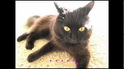 Theo The Talking Cat Youtube