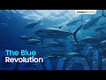 Blue revolution in india  jeelani marine products