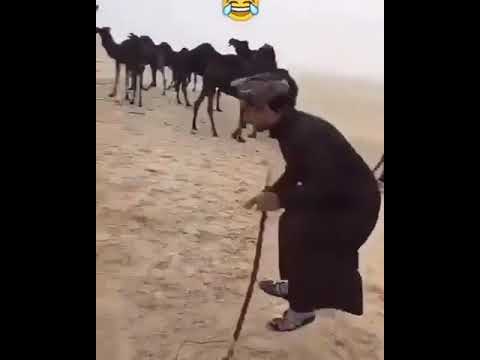 عايشو
