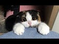  funniest cats and dogss    hilarious animal compilation 315