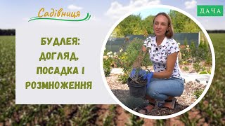 Догляд, посадка і розмноження Будлеї. Чим Корисна Будлея на Присадибній Ділянці?