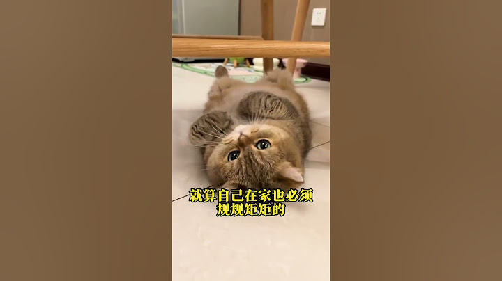 你家的猫咪是来报恩的还是报仇的 #养猫经验分享 #科学养宠攻略 #养猫人 #新手养猫 #猫咪