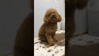 Poodle puppy #poodle #puppies #dog #pet