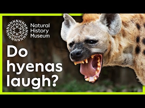 Who's laughing now? | Natural History Museum Instructional Video