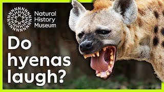 Do Hyenas Laugh? Surprising Science