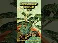 मार्च अप्रैल में नर्सरी सेजरूर खरीदें यह इंडोर प्लांट्स#gardeningwithsunita #indoorplants #shorts
