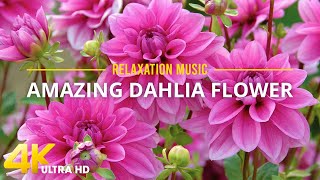 Dahlia Flowers 4K HDR - Dahlia Flowers Bloom with Relaxing Piano Music for Reduce Stress screenshot 2