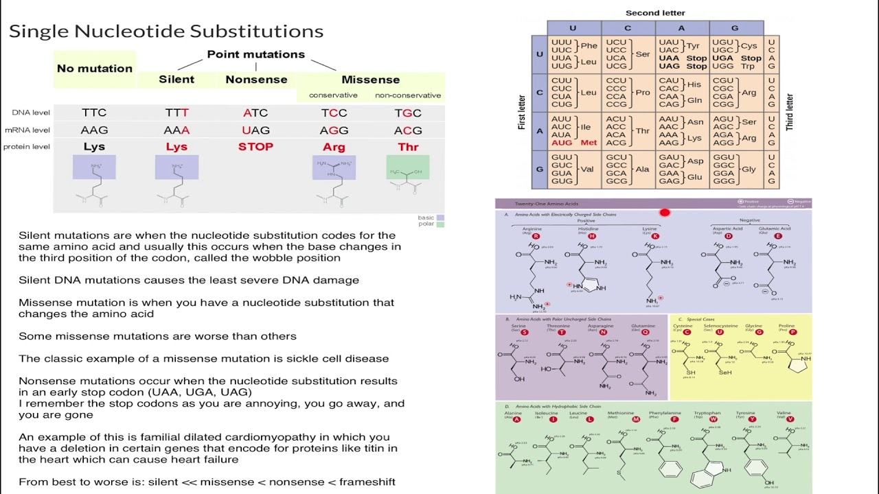 Single Nucleotide Substitutions - YouTube