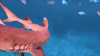 The Reef Sharks, Kuata Island, Fiji