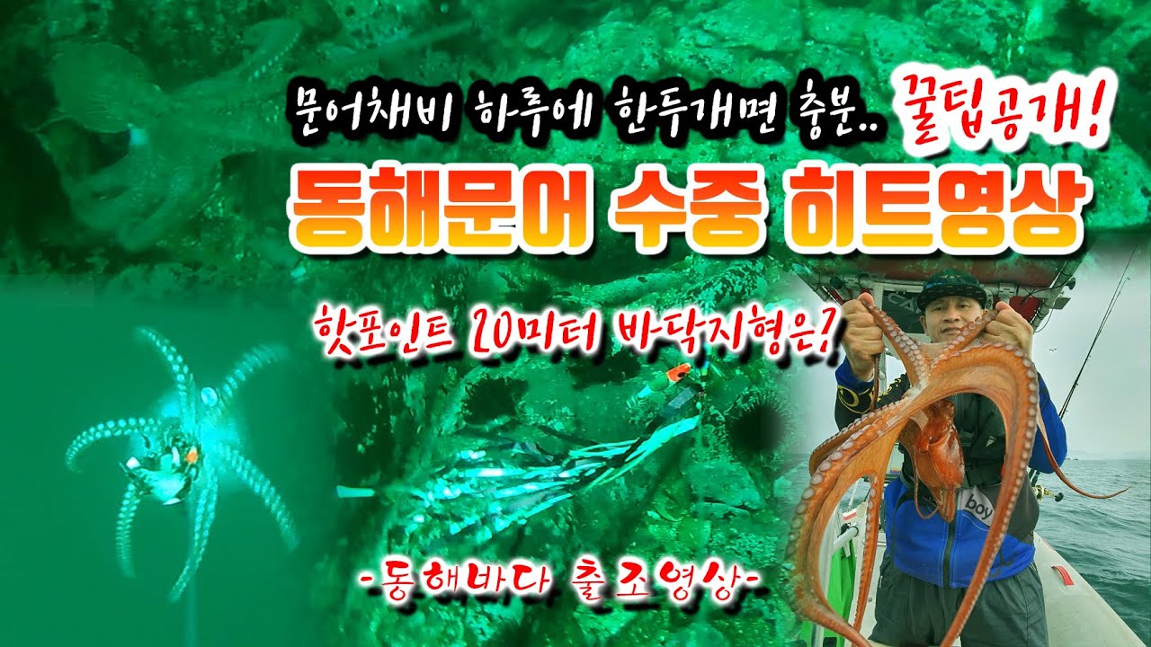 동해문어출조 3차(대왕문어,피문어), 수중촬영 히트영상, 채비 보존팁 공개