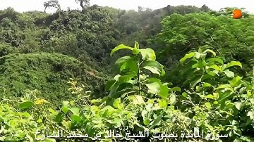 سورة المائدة بصوت الشيخ خالد الشارخ