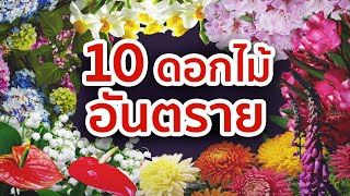 10 ดอกไม้สวยสังหาร อันตรายที่สุดในโลก