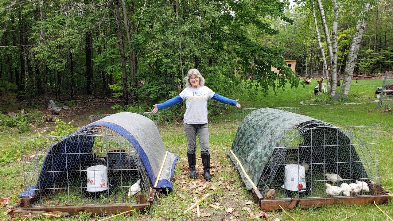 Setting up our chicken tractors and moving our meat birds into the