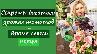 Секреты большого урожая томатов. Время сеять перцы