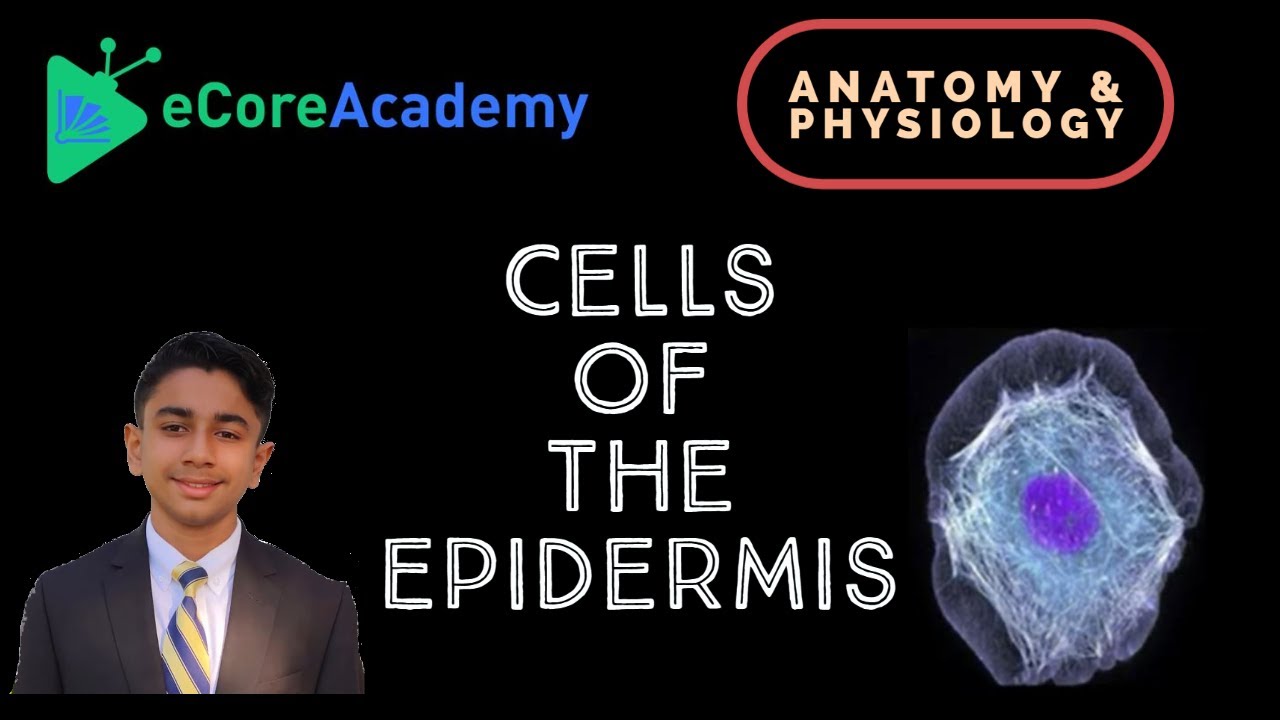 Cells of the Epidermis | eCoreAcademy | AJay Raj