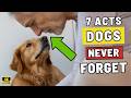 The 7 Acts Of Love Your Dogs Hopes To Receive From You Dog Love Signs Explained