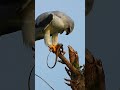 Kite eating a lizard