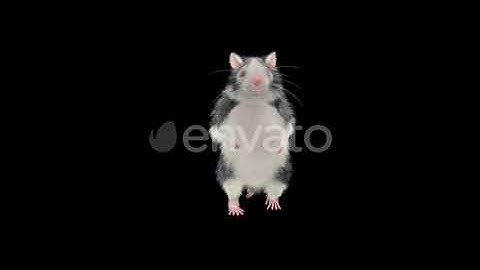 Rat Dancing | Motion Graphics - Envato elements