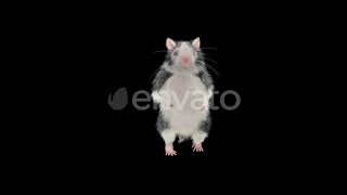 Rat Dancing | Motion Graphics - Envato elements