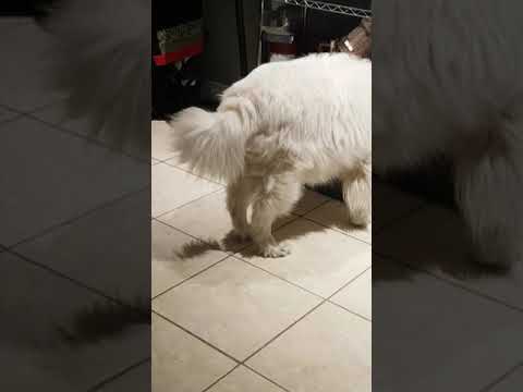 Quick Answer What Makes My Dogs Back Leg Shake Bikehike Quick Answer What Makes My Dogs Back Leg Shake Bikehike
