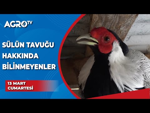 Video: Sülün yumurtası: kullanışlı özellikler ve fotoğraflar