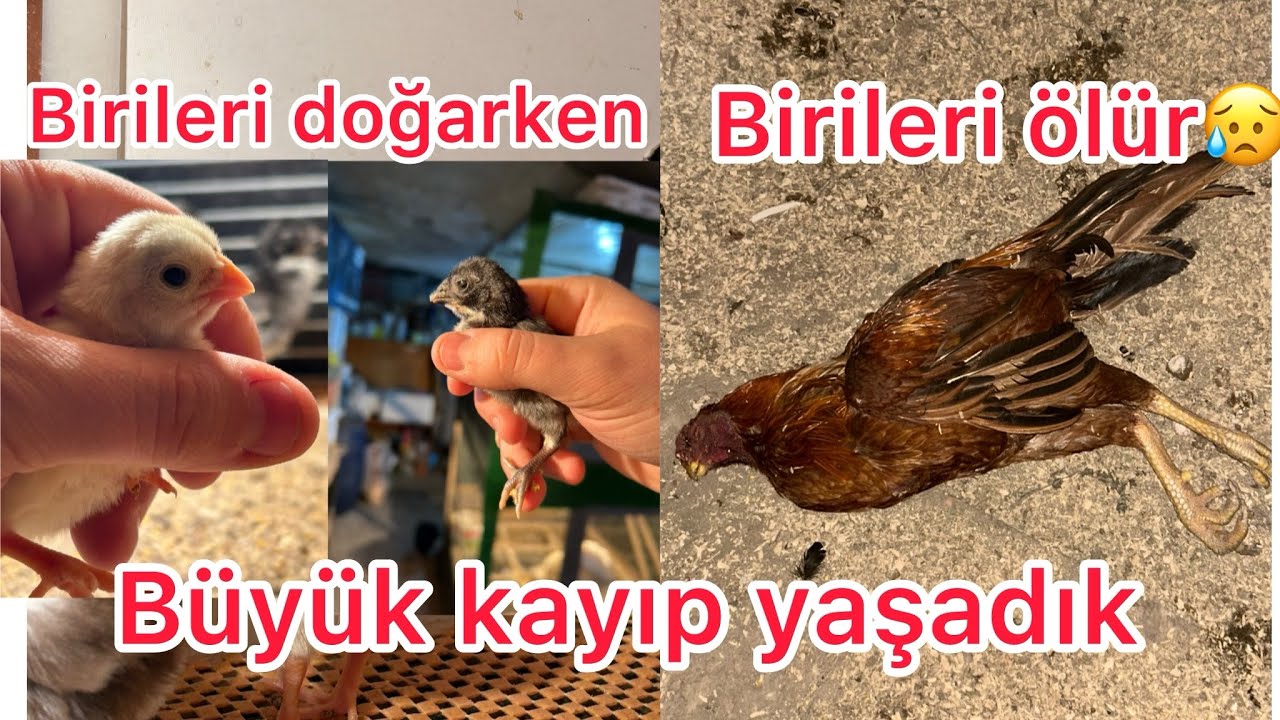 ANİ Bİ ÖLÜMLE HOROZUMUZU KAYBETTİK~ BABALARI ÖLDÜ YAVRULARI KALDI‼️ÜRETİMHANEDE TADİLAT BİTTİ#keşfet