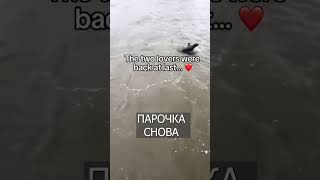 Выдра подарила мужикам КАМЕНЬ