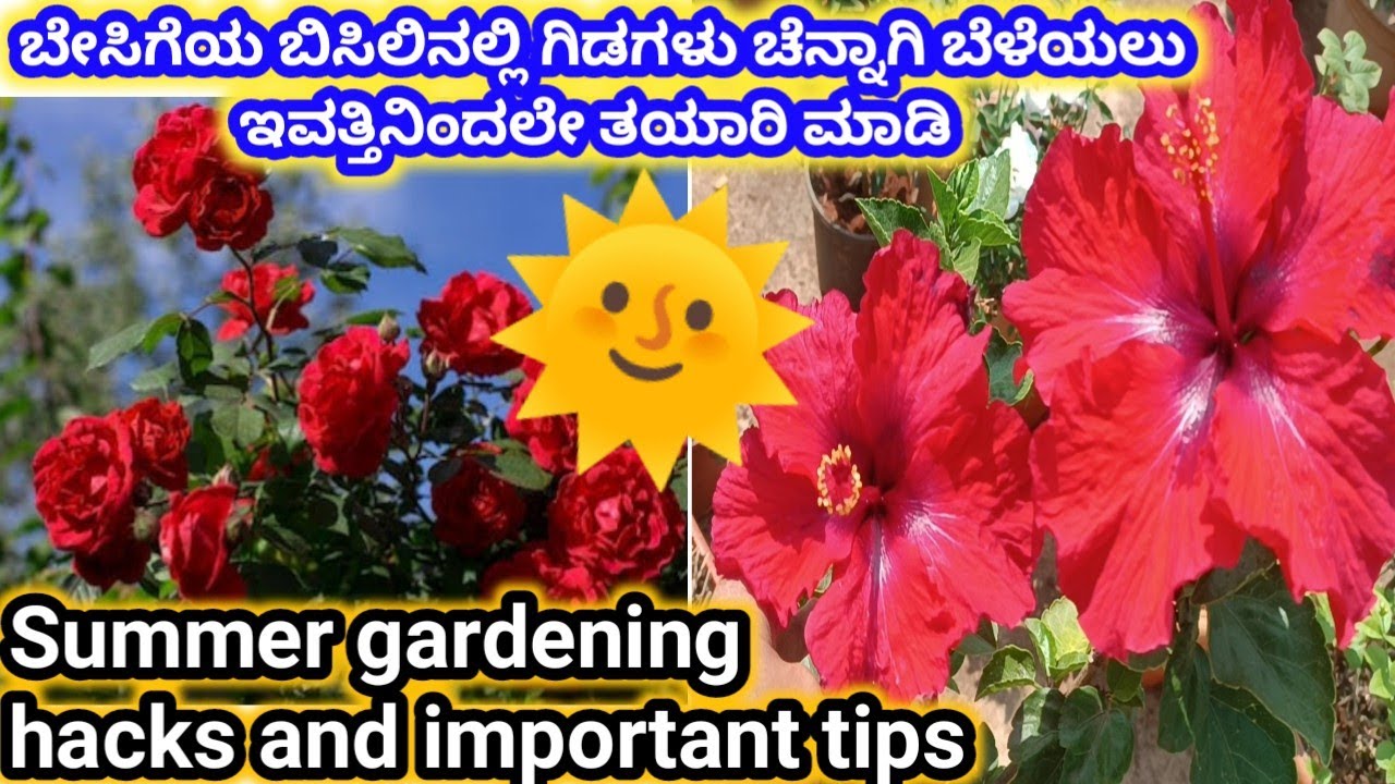 ಬೇಸಿಗೆಯ ಬಿಸಿಲಿನಲ್ಲಿ ಗಿಡಗಳು ಚೆನ್ನಾಗಿ ಬೆಳೆಯಲು ಇವತ್ತಿನಿಂದಲೇ ಈ ತಯಾರಿ ಮಾಡಿ\summer gardening hacks💡&tips\