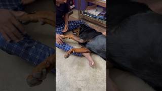 Khela Ke mood mein Gabbar #rottweiler #doglover #dogbreed #shortsfeed #shorts #rottweilergabbar