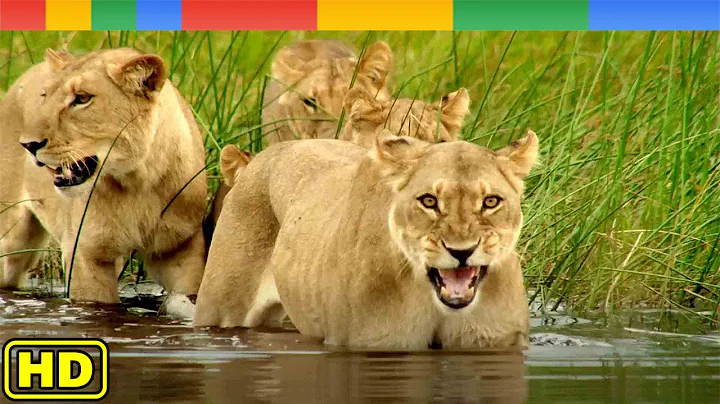 Relentless Enemies of King Lion in Okavango Delta - National Geographic Documentary 2023