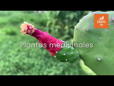 Video: Hierbas Medicinales Del Desierto