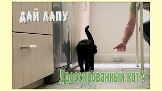 Дай лапу! Дрессированный кот 4