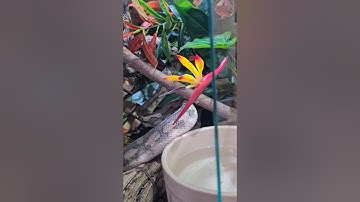 Carpet python, Irian Jaya, Alfredo my cb15 caramel Irian Jaya jag