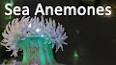 The Intriguing World of Sea Anemones ile ilgili video