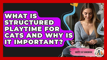 What Is Structured Playtime For Cats And Why Is It Important? - Happy Cat Handbook