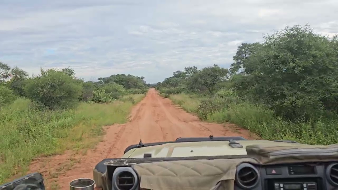 POV Safari Drive Through the African Wilderness