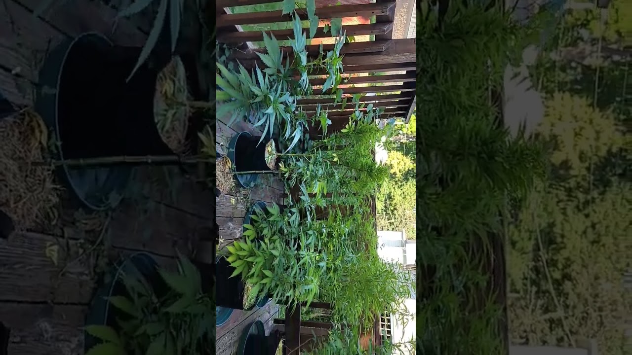 Cannabis | New York Outdoor Grow | Going into Flower