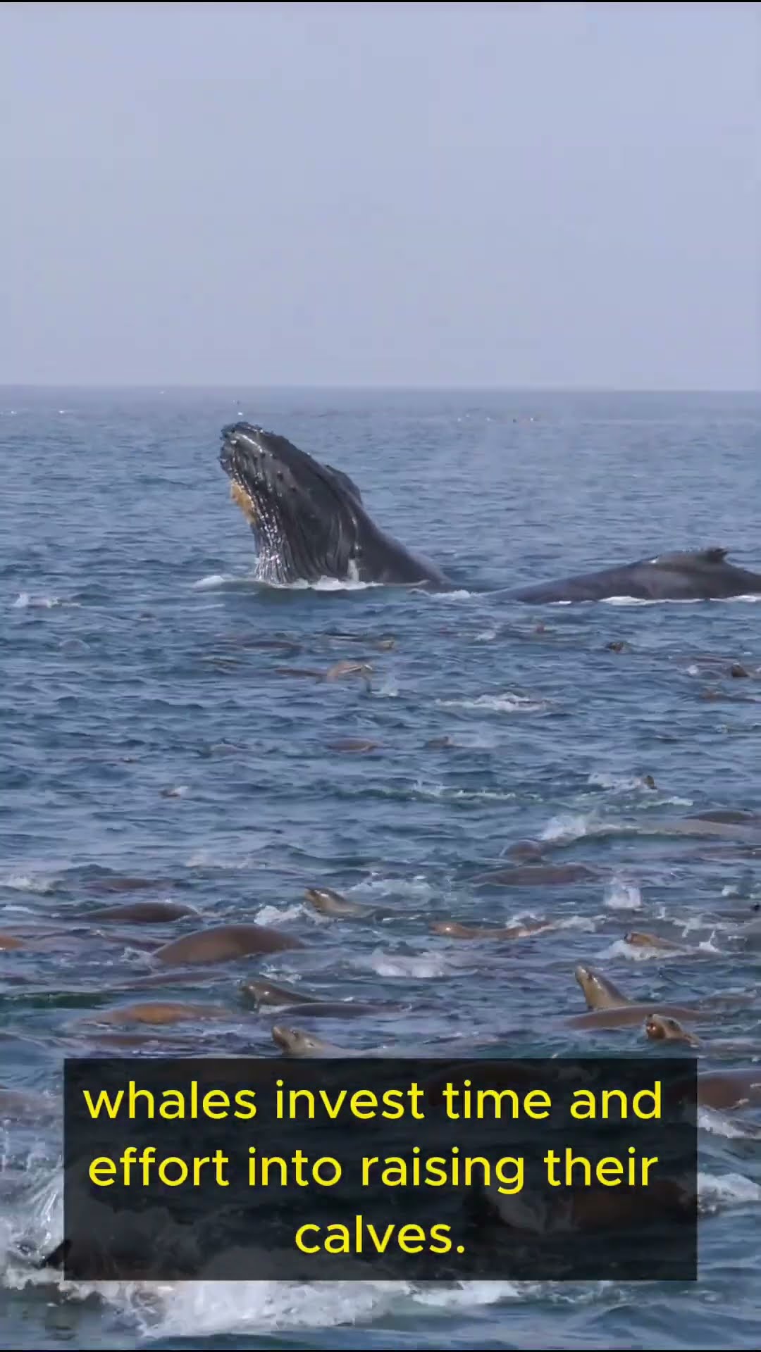 Life Lessons from Whales   Part 4 #shorts  #lifelessons #wisdom #inspiration #mindfulness #patience