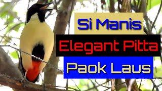 Beautiful Bird | Elegant Pitta~Paok Laus| Burung Endemic Indonesia | WILDLIFE Education | EduBird TV