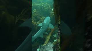 swimming with a spotted gully shark at Cape Point #capetown #falsebay #spearfishing #southafrica