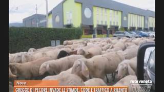 TG BASSANO (28/11/2016) - GREGGE DI PECORE INVADE LE STRADE, CODE E TRAFFICO A RILENTO