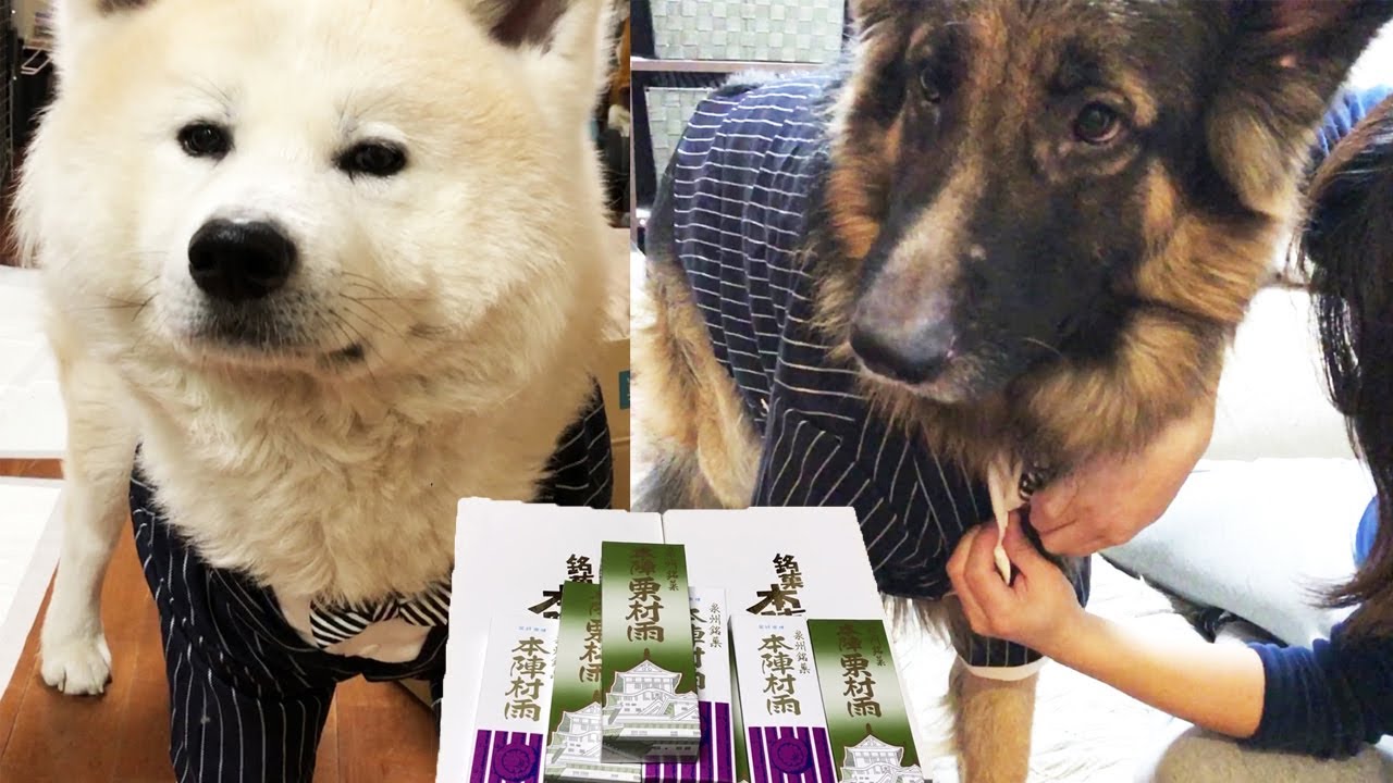 これで学校行事に参加出来ます 秋田犬そうすけ シェパードマック タキシード似合います Youtube