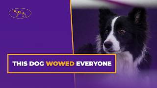 Famous Watch Shelby Cobra the Border Collie Take the 20” Agility Class | Westminster Kennel Club Net Worth